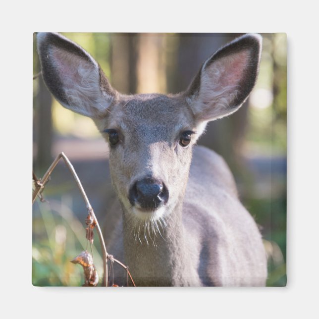 Columbian Black-tailed Doe | Washington State Magnet (Front)