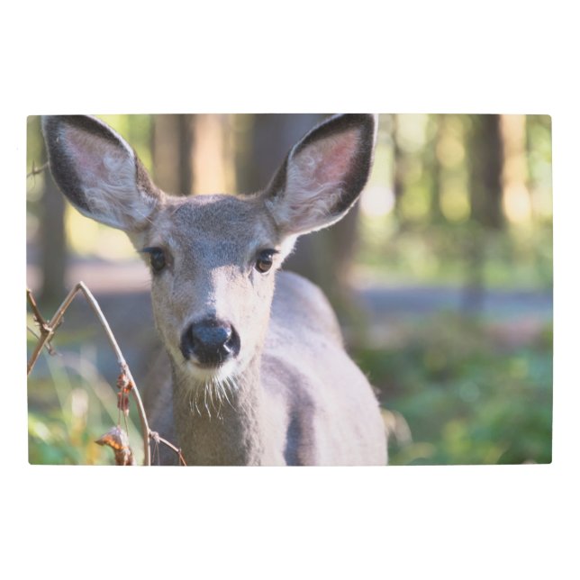 Columbian Black-tailed Doe | Washington State Metal Print (Front)