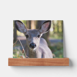 Columbian Black-tailed Doe Washington State Picture Ledge