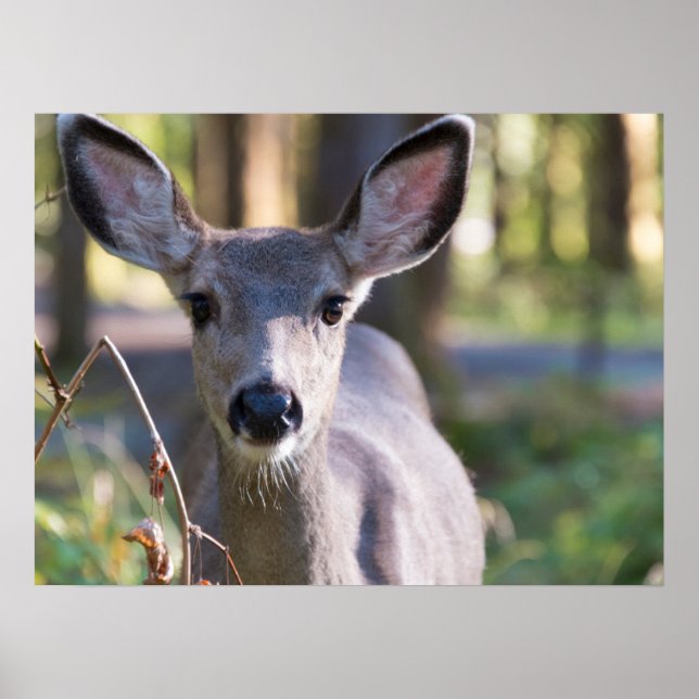 Columbian Black-tailed Doe | Washington State Poster (Front)