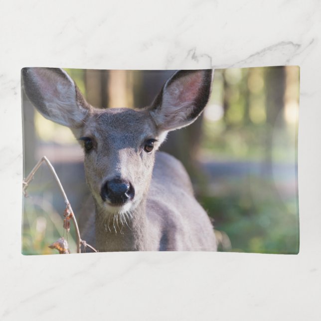 Columbian Black-tailed Doe | Washington State Trinket Tray (Front)