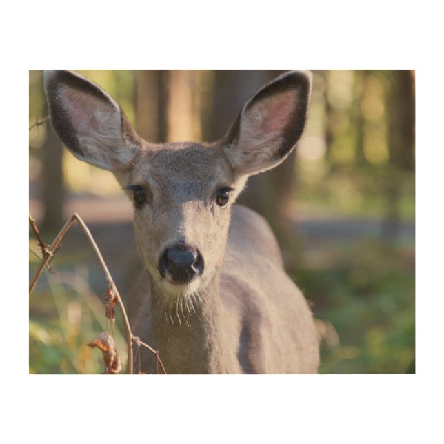 Columbian Black-tailed Doe | Washington State Wood Wall Art (Front)