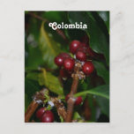 Columbian Coffee Beans Postcard