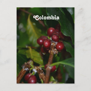 Columbian Coffee Beans Postcard