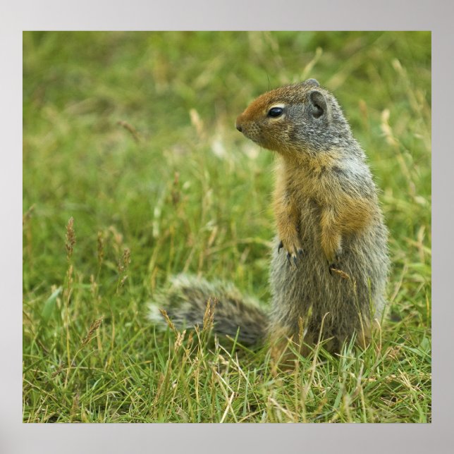 Columbian Ground Squirrel Poster (Front)