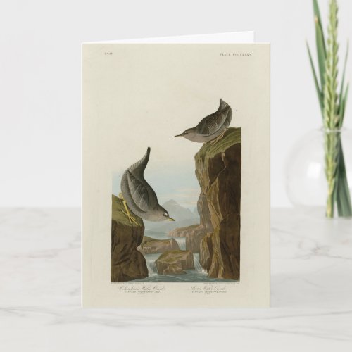 Columbian Water Ouzel Audubons Birds of America Card