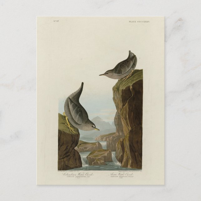 Columbian Water Ouzel, Audubon's Birds of America Postcard (Front)