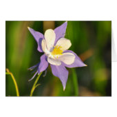 Columbine (Front Horizontal)