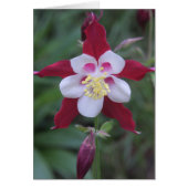 Columbine (Front)