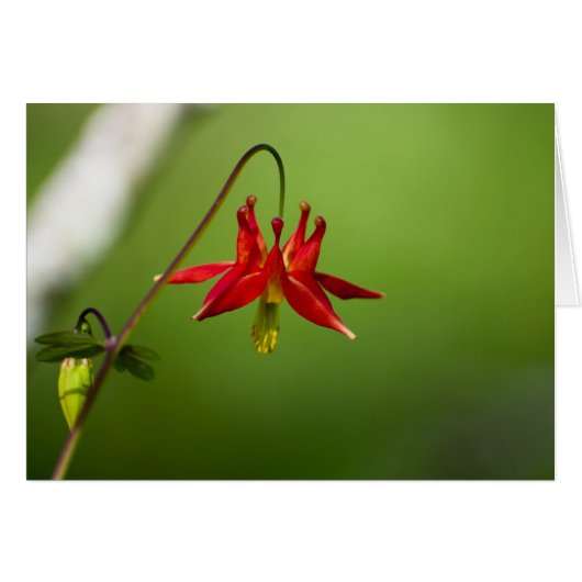 Columbine 01 cards (Front Horizontal)