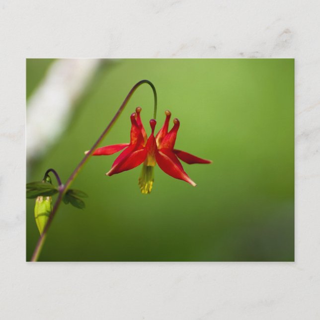 Columbine 01 postcard (Front)
