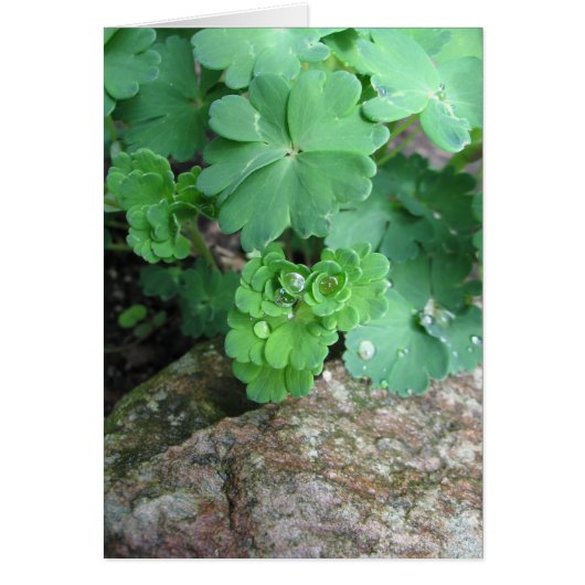 Columbine Blank Cards (Front)