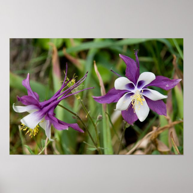 Columbine Blooms Poster (Front)