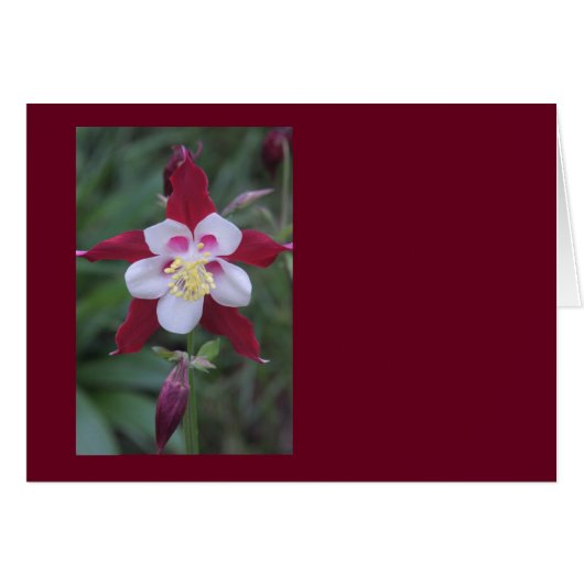 Columbine Cards (Front Horizontal)