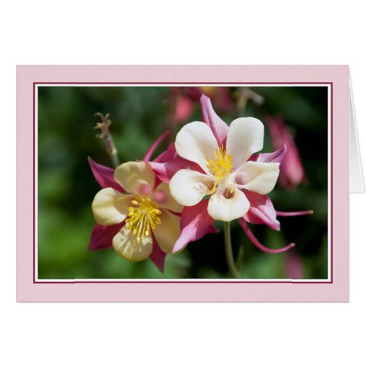 Columbine Cards (Front Horizontal)