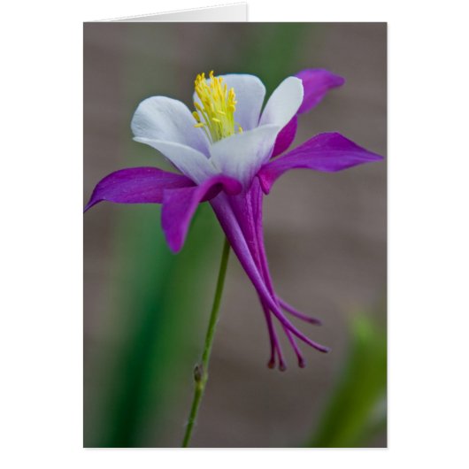 Columbine Cards (Front)