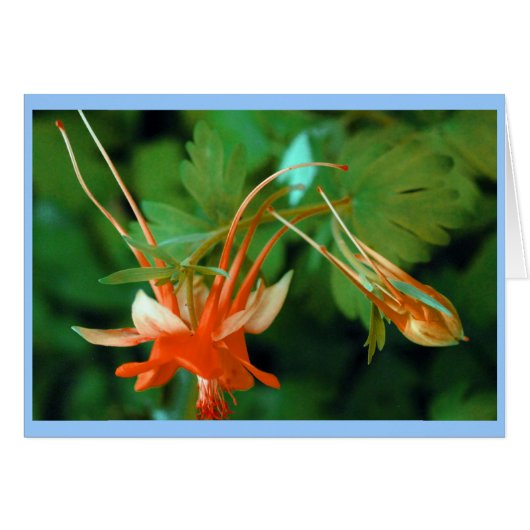 Columbine Cards (Front Horizontal)