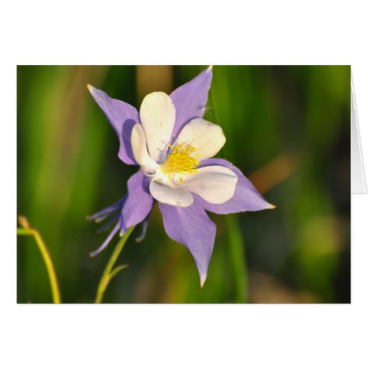 Columbine Cards (Front Horizontal)