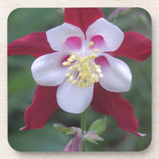 Columbine Coaster (Front)