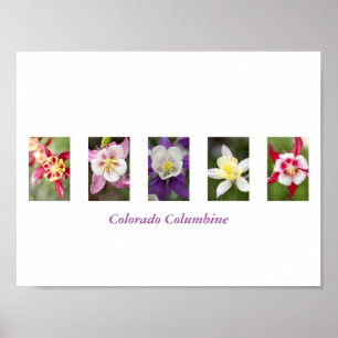 Columbine Collage Poster