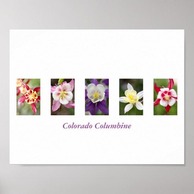 Columbine Collage Poster (Front)