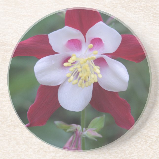 Columbine Drink Coaster (Front)