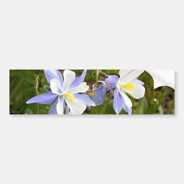 Columbine Family Bumper Sticker (Front)