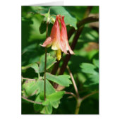 Columbine Flower (Front)