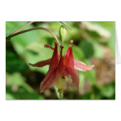Columbine Flower and Insect (Front Horizontal)