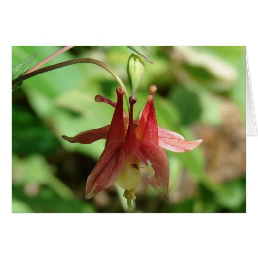 Columbine Flower and Insect Cards (Front Horizontal)