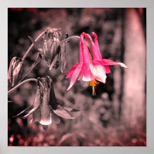 Columbine Flower Black And White Partial Color  Poster