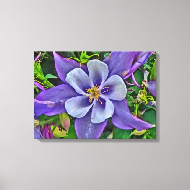 Columbine flower canvas wrap print (Front)