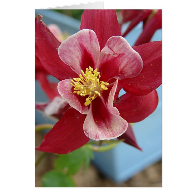 Columbine Flower Cards (Front)