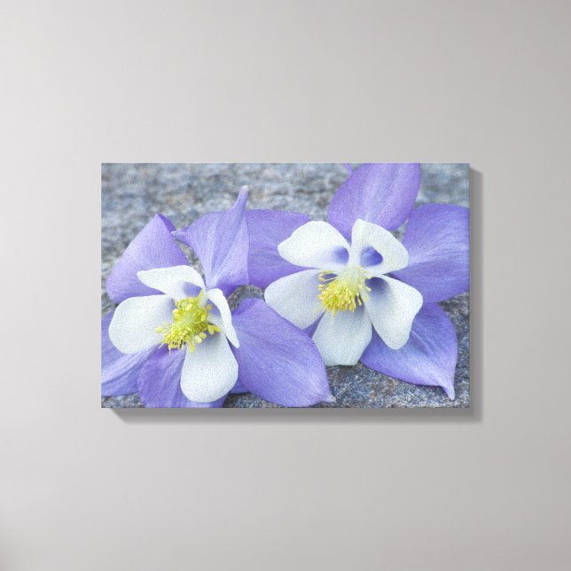 Columbine Flower Pair Canvas Print (Front)