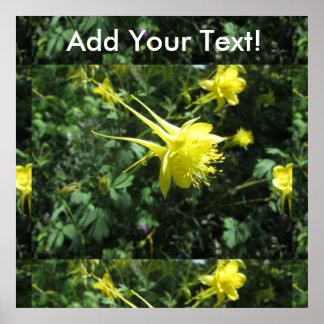 Columbine Flower Poster