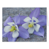 Columbine Flowers (Front Horizontal)