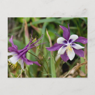 Columbine Flowers Postcards