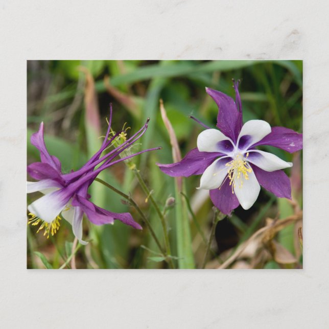 Columbine Flowers Postcards (Front)