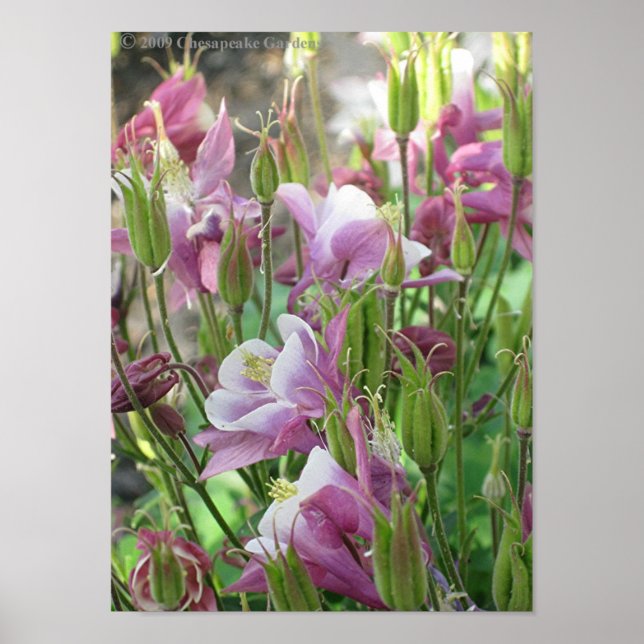 COLUMBINE FLOWERS poster (Front)