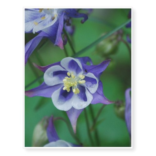 Columbine Flowers Temporary Tattoos