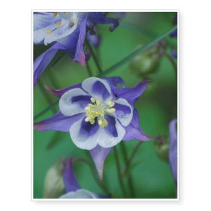Columbine Flowers Temporary Tattoos
