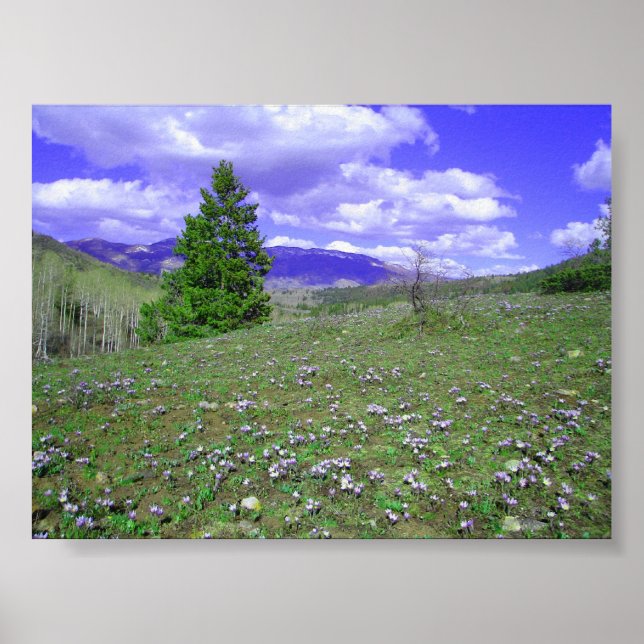 Columbine Hill Poster (Front)