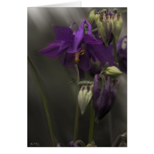 Columbine in the Sunlight Cards (Front)