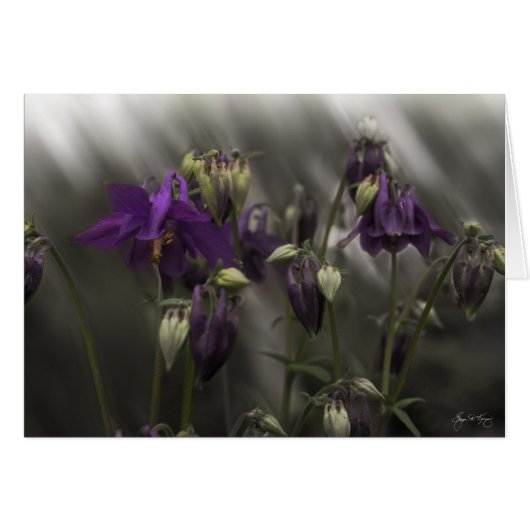 Columbine Mindscape Cards (Front Horizontal)