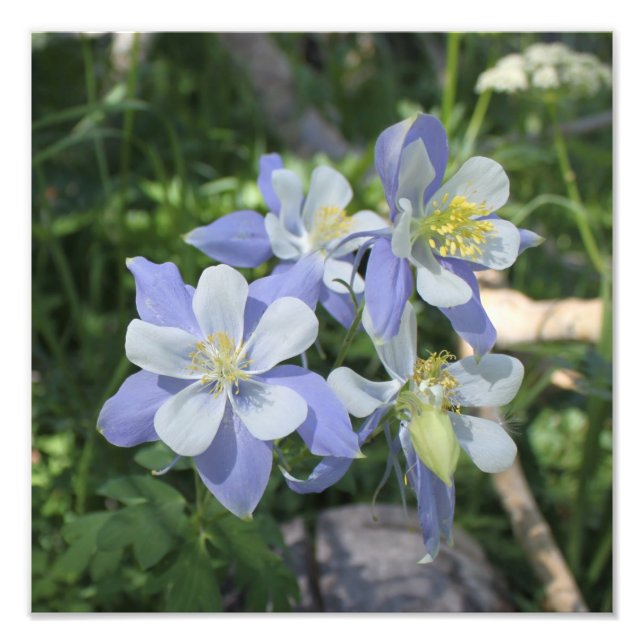 Columbine Photo Enlargement Print (Front)