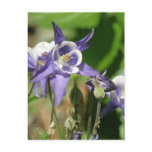 Columbine Plants Postcard