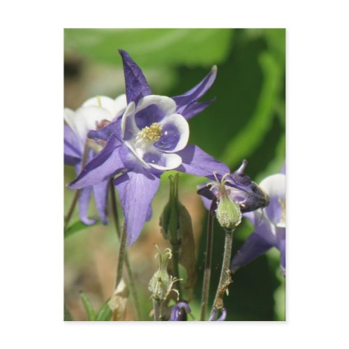 Columbine Plants Postcard