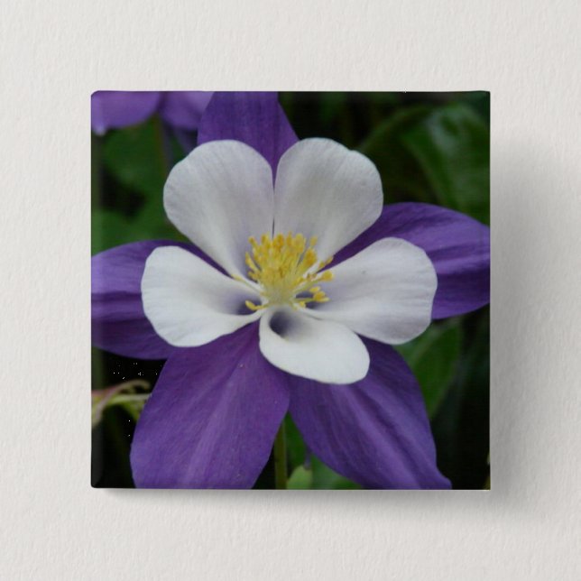 Columbine Purple and White Flower Button (Front)