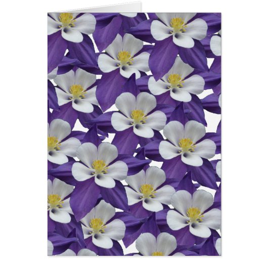 Columbine Purple and White Flower Card (Front)