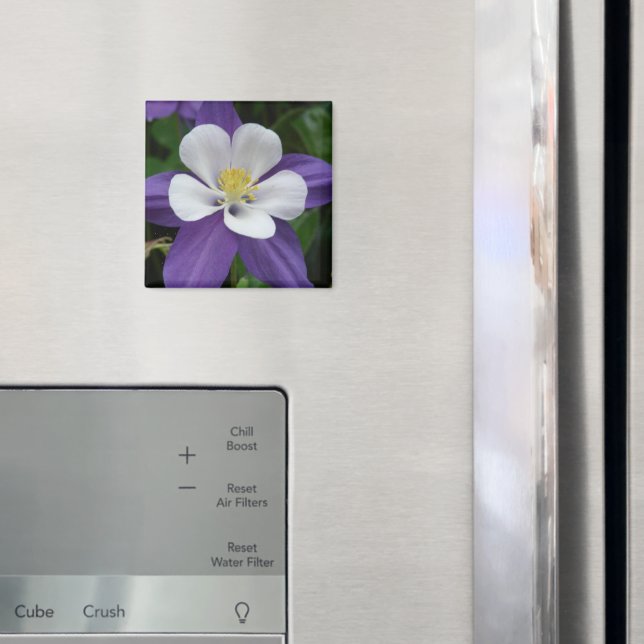 Columbine Purple and White Flower Magnet (In Situ (Fridge))